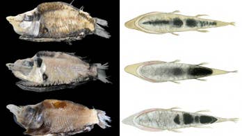 Newfound glow-in-the-dark fish identified