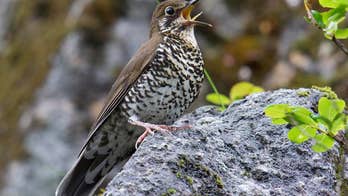 New bird with amazing voice 'like Adele' discovered in India