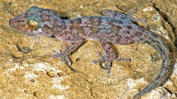 New nocturnal gecko species discovered in Madagascar