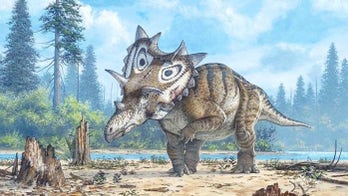 New frilly-necked dinosaur identified