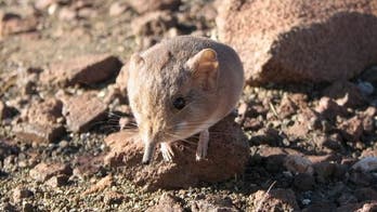 Animals you didn’t know exist