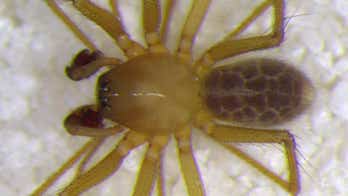 Indiana scientist discovers new 'translucent' spider inside cave