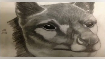 Long-lost Tasmanian tiger may have been found