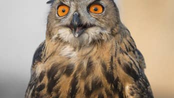 The Dark(er) Side of Being a Night Owl