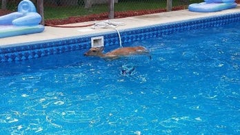 New Jersey police rescue deer 'doing laps' in swimming pool