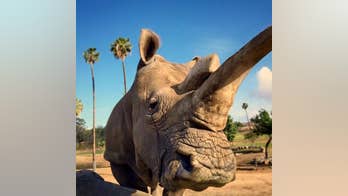 Goodbye, Nola: Only 3 Northern White Rhinos remain in the world