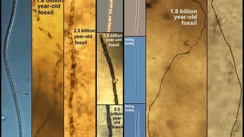 2 billion years unchanged, bacteria pose an evolutionary puzzle