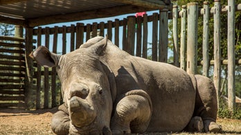 The story behind that viral photo of a lonely rhino