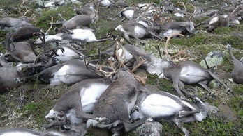 Lightning strike kills 323 wild reindeer in Norway