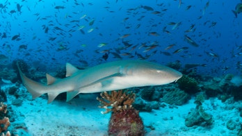 Shark attacks newlywed on her honeymoon, video goes viral