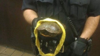 Escaped turtles at NYC bus station send cops on slow-speed chase