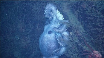 Deep-sea 'Octomom' guards eggs for record 4.5 years