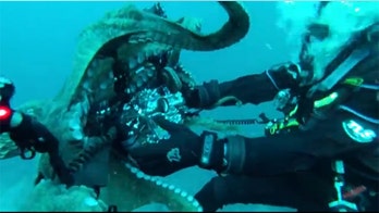 Divers tussle with 8-foot-long octopus
