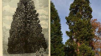 Is this 158-year-old redwood the UK's oldest living Christmas tree?