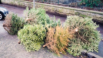 Nevada goats help eat, recycle Christmas trees