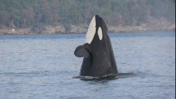 Where's 'Granny'? Oldest Orca is missing, and the worst is feared