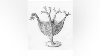 This fossilized creature has the world's oldest muscles