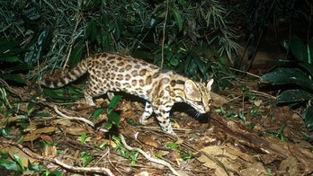 New housecat-size feline species discovered