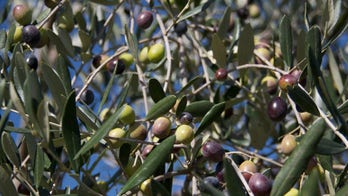 Don't get burned: How to spot fraudulent olive oil