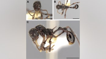 A frog's vomit reveals a new species of ant
