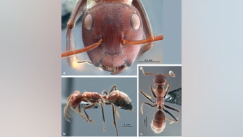 New species of 'exploding ants' discovered in Southeast Asia