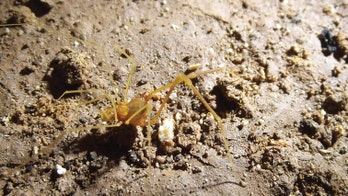 New scary spider found in Brazil named after 'Lord of the Rings' character