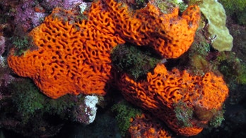 Sponges likely paved the way for all life on earth