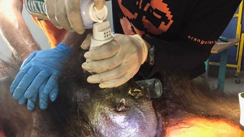 Police arrest 5 in killing of endangered orangutan shot 130 times