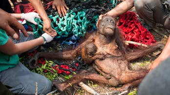 Orangutan mother and baby escape forest fires, stoning by villagers