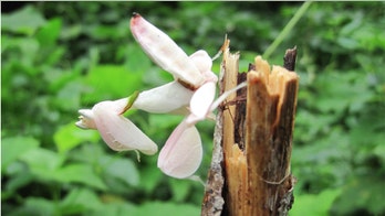 Found! First known predator to lure prey by mimicking flowers