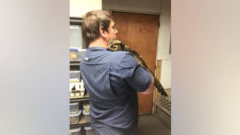 Incredible photos show injured owl hugging the man who took care of her