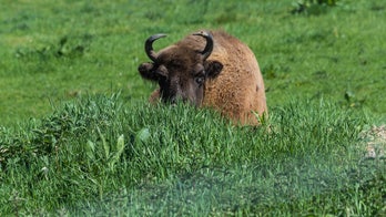 Forget about aged steaks: Restaurateur lets oxen mature for up to 17 years