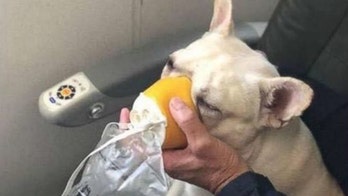 JetBlue crew saves French bulldog with oxygen mask during flight