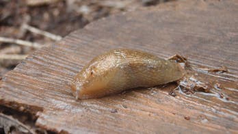 Catch your own bait: 4 ways to forage like a true fisherman