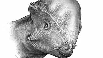 2 dome-headed dinosaurs the size of German shepherds discovered