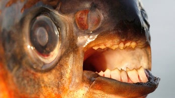 Testicle-biting fish invading Denmark, authorities warn