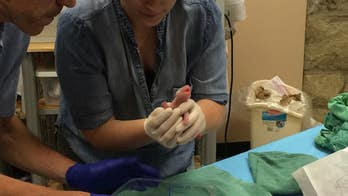 The cute and complicated science of raising twin pandas