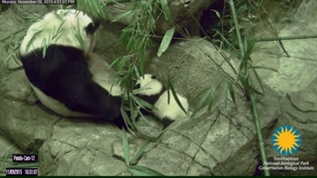 Watch cute panda cub Bei Bei take his first steps