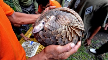Meat from protected species found on Chinese boat that hit Philippines reef