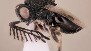 New 'slasher' wasp comes equipped with its own body saw