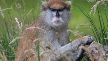 13 monkeys die in fire at UK safari park attraction