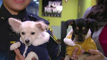 Paws for a Cause: Southeast Area Animal Control Authority