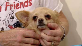 Paws for a Cause: Forgotten Friends Mixed Breed Rescue