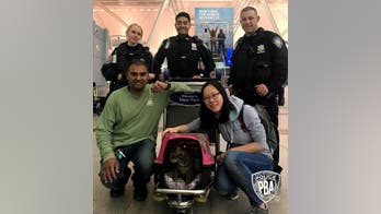 Wayward cat captured at JFK Airport after a week on the lam