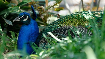 Peacock wanders into liquor store, causes $500 worth of damage