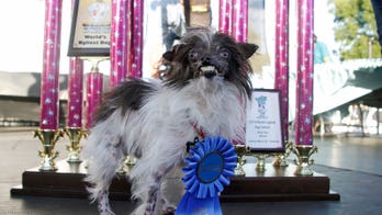 PHOTOS: The World's Ugliest Dog Is Really, Really Ugly