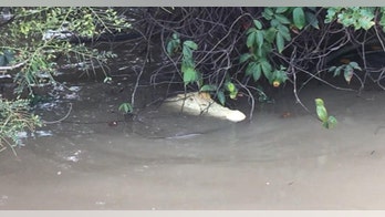 Rare white crocodile dubbed Pearl spotted in Australian river