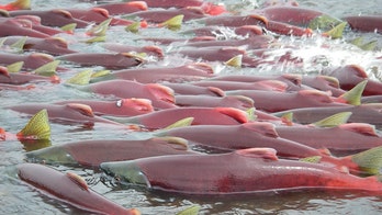 Laser-firing underwater drones protect Norway's salmon supply by incinerating lice