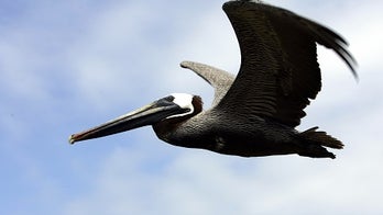 Arrest warrant issued for Maryland man accused of tackling pelican and posting video