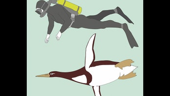 Fossils reveal giant penguin as big as a grown man